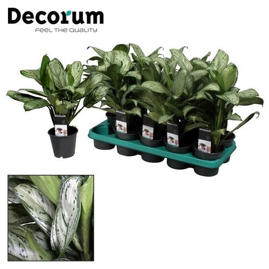 Aglaonema Maria Christina – Pflegeleichte Designer-Pflanze