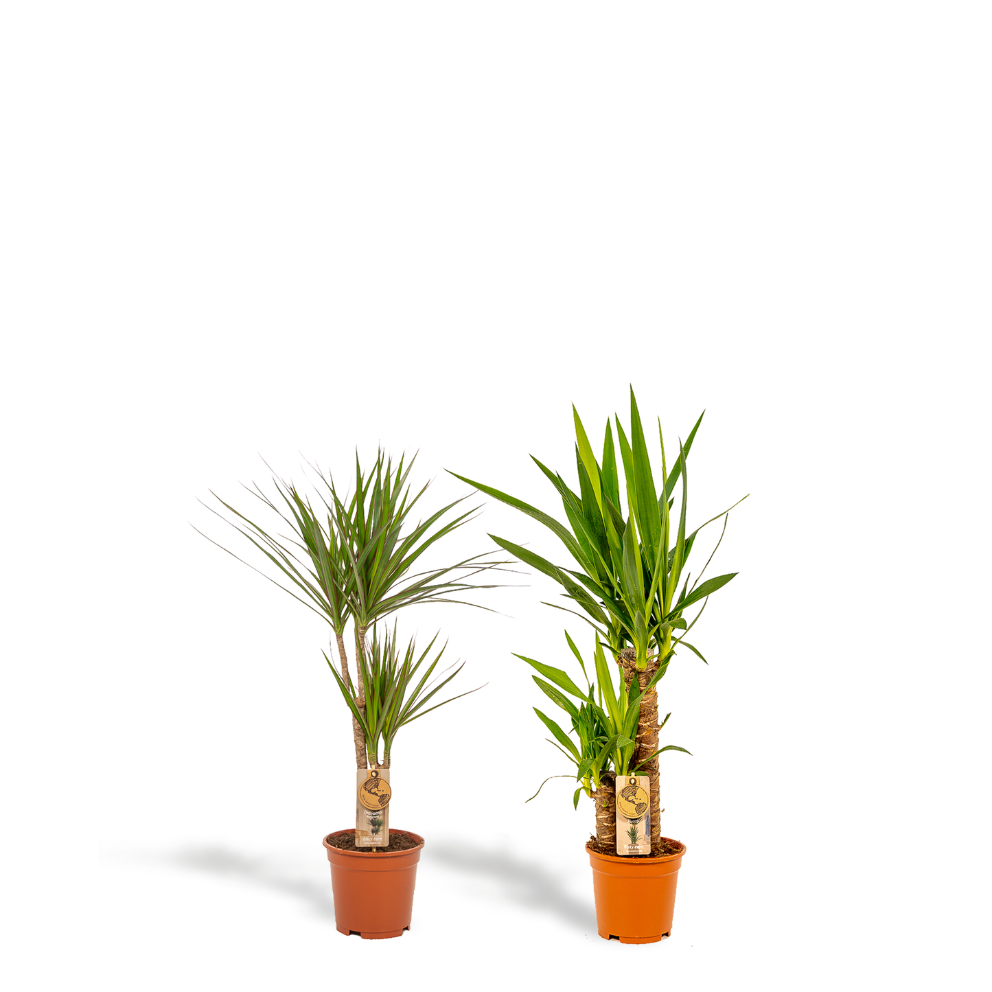 Set Dracaena & Yucca – Pflegeleichte Exoten 70-90cm