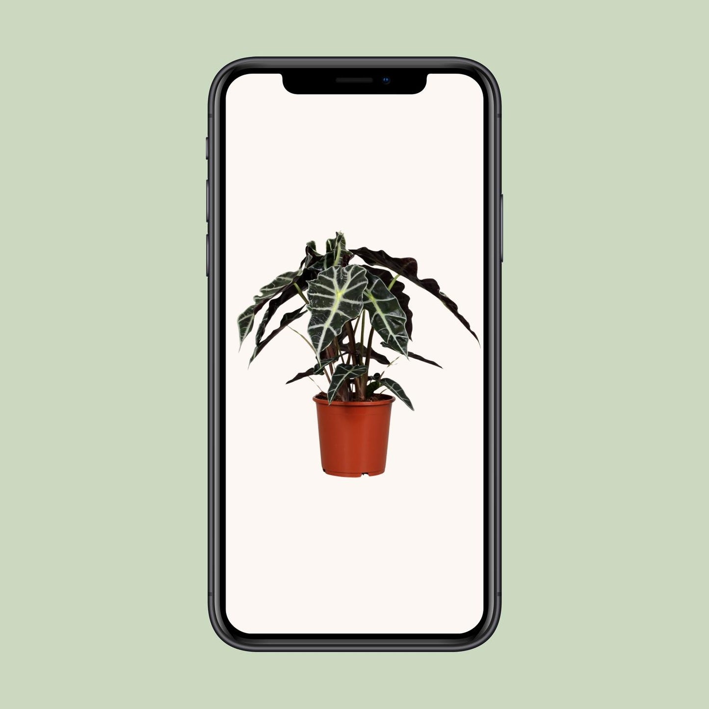 Alocasia Polly – Exotische, pflegeleichte Zimmerpflanze Ø17 cm