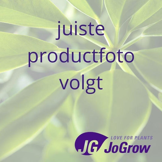 Aglaonema Stripes – Pflegeleichte Trendpflanze Ø17cm