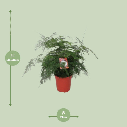 Asparagus setaceus - Asparagus-Farn Ø21cm, ca. 60cm hoch