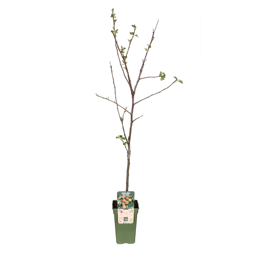 Malus Domestica Jonagold – Pflegeleichter Apfelbaum Ø19cm
