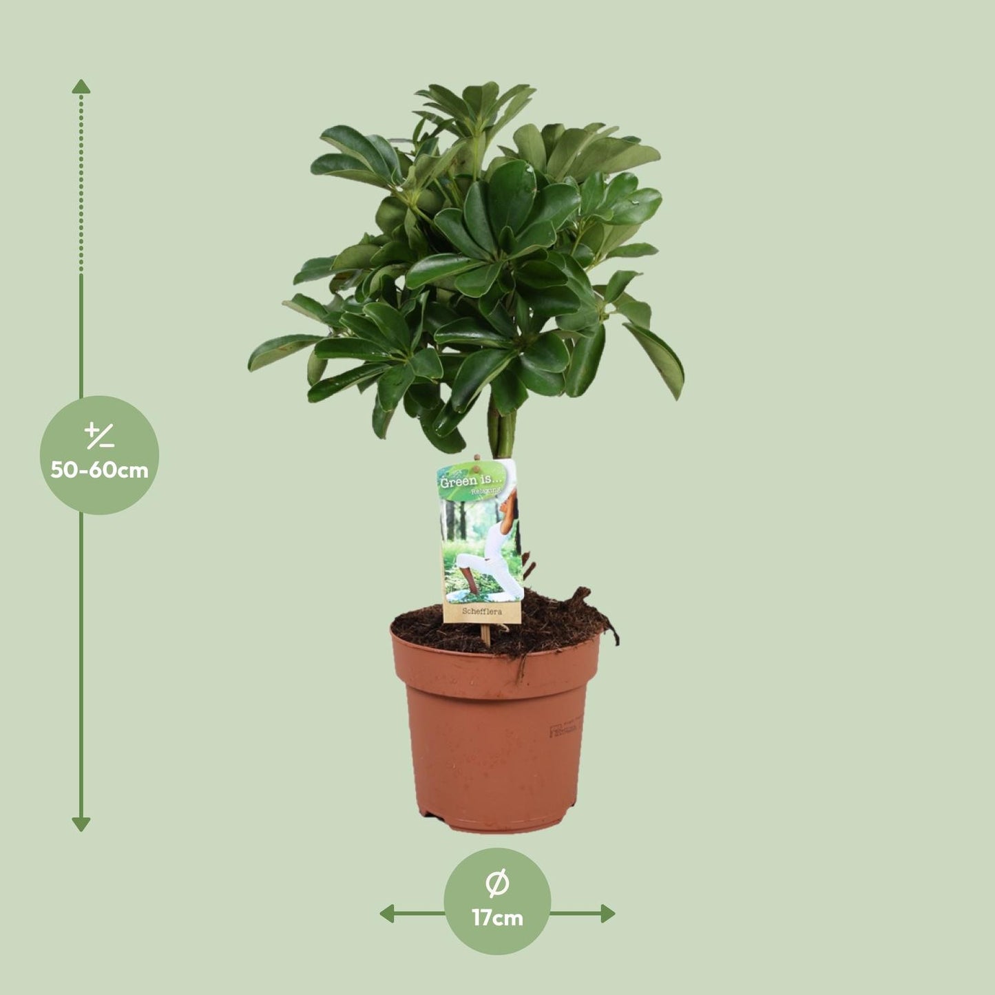 Schefflera Nora – Pflegeleichte Schirmpflanze Ø17cm, 60cm hoch