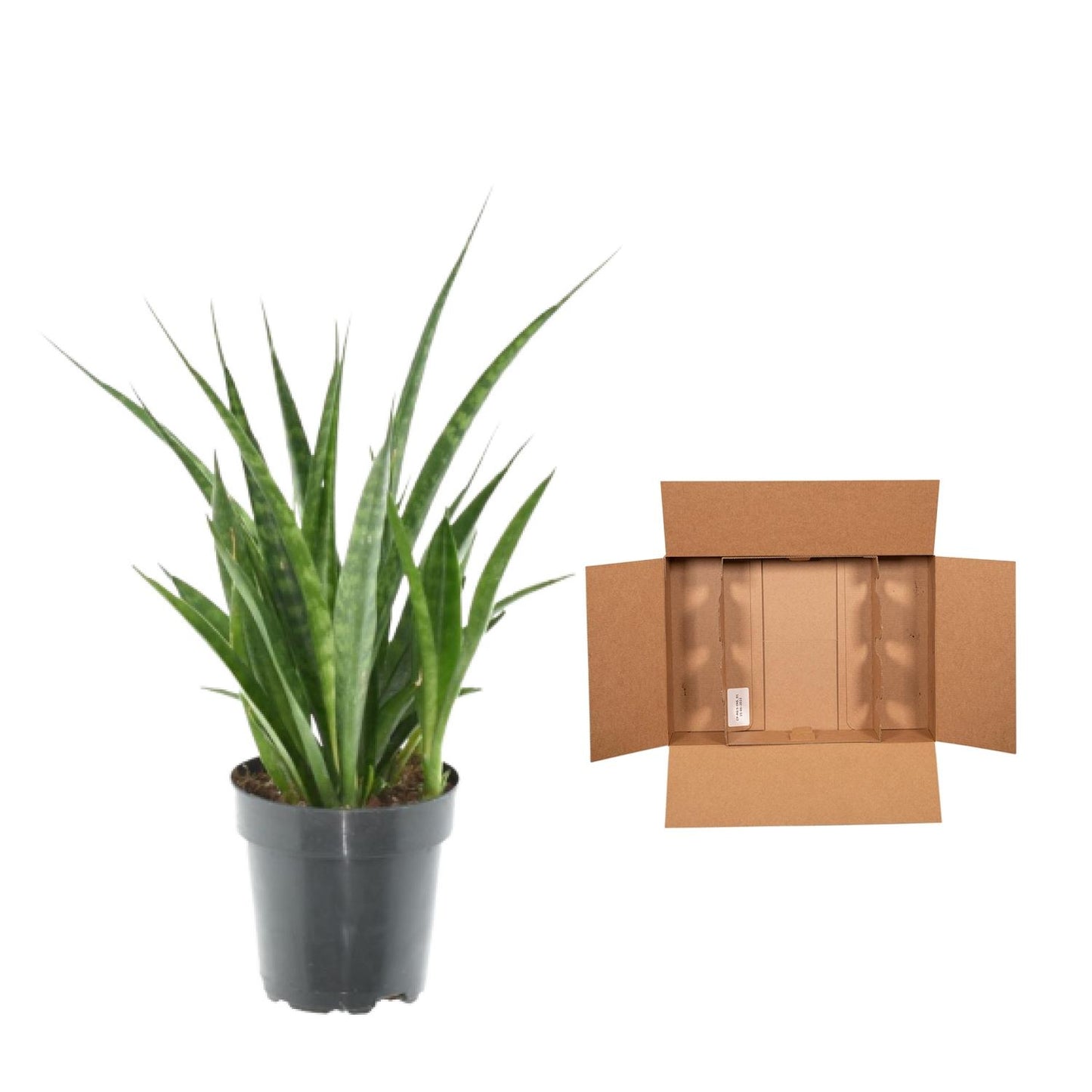 3x Sansevieria Kirkii – Pflegeleichte Zimmerpflanze 38 cm