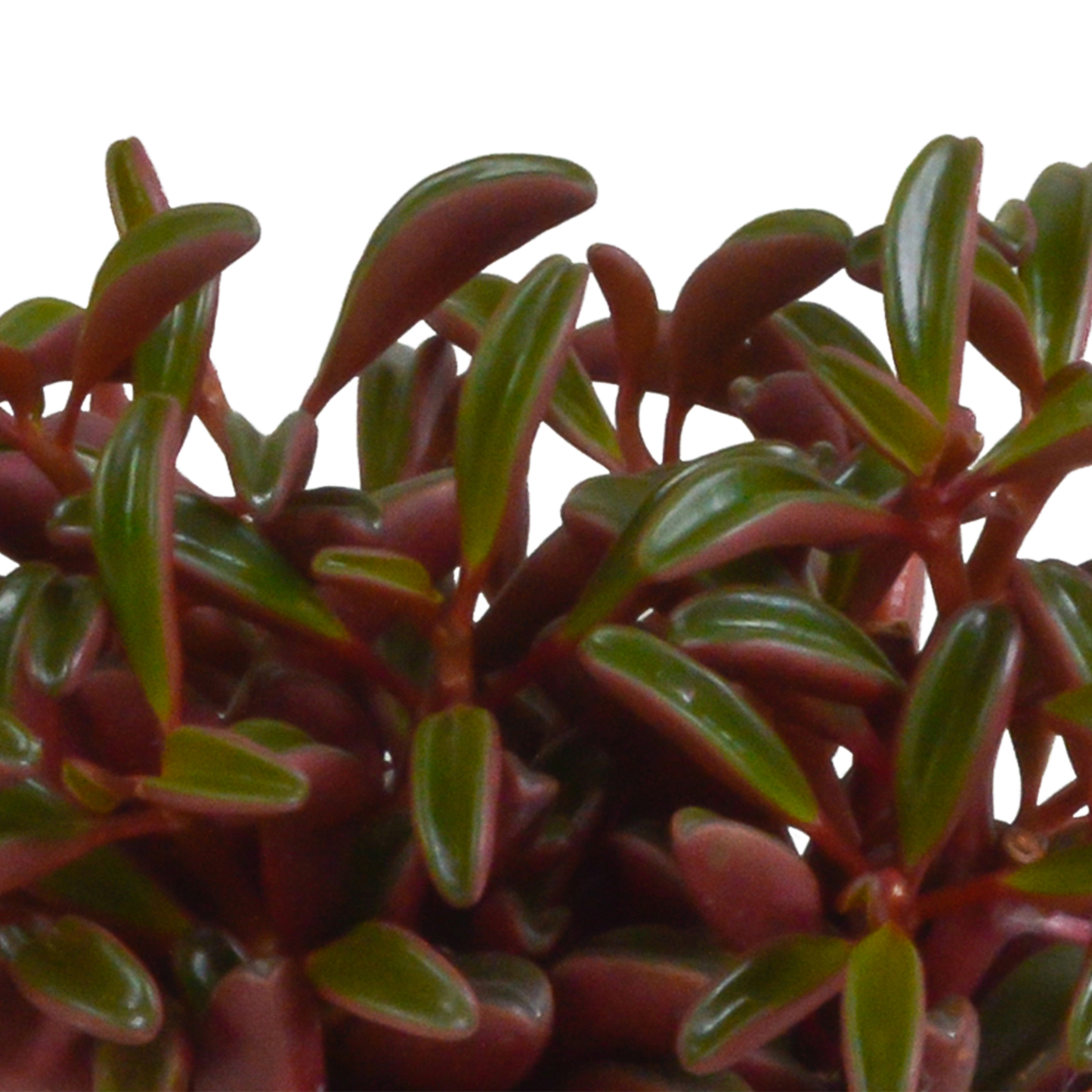 Peperomia graveolens im mediterranen Terrakottatopf