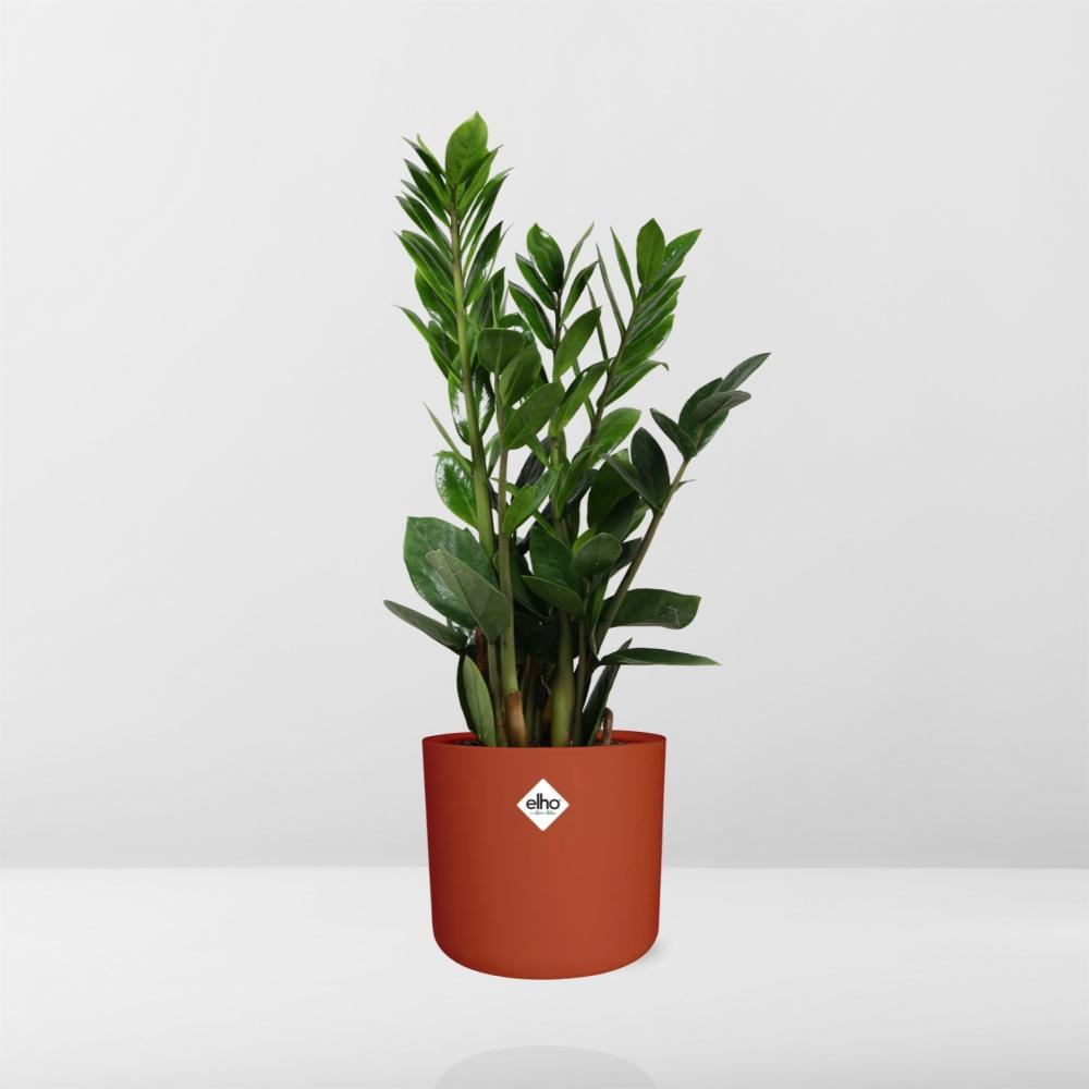 Zamioculcas – Pflegeleichte ZZ-Pflanze im ELHO b.for soft Topf 14cm