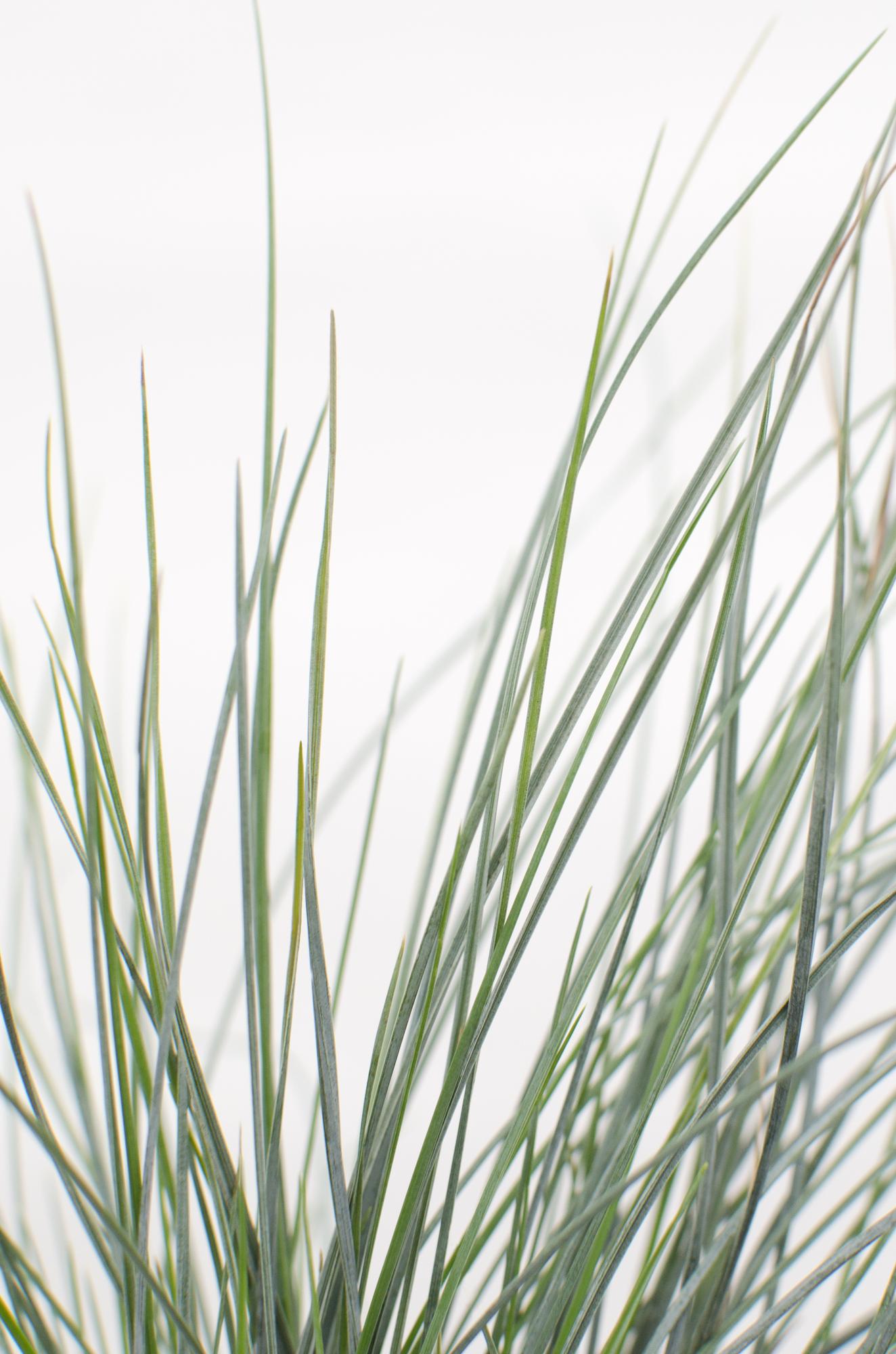 Festuca glauca Azura Blue – Silberblaues Ziergras Ø14cm