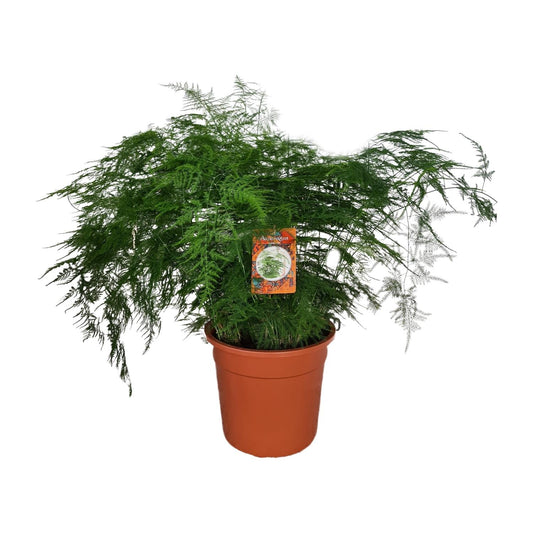 Asparagus setaceus – Spargelfarn Ø27cm, Höhe 70cm
