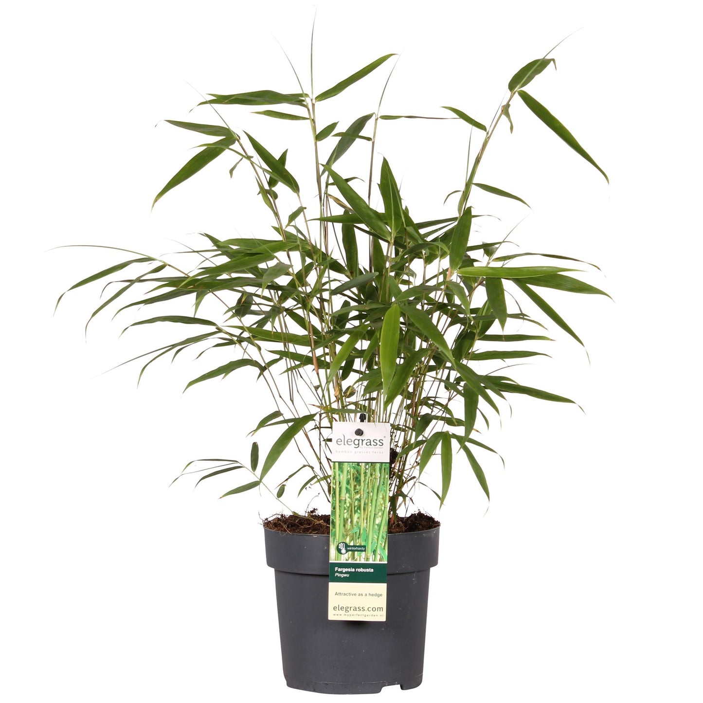 Fargesia robusta 'Pingwu' – Pflegeleichter Bambus Ø14cm