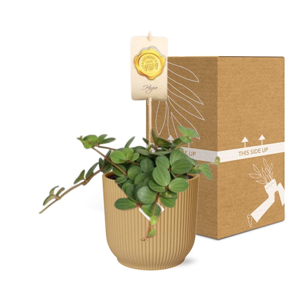 Peperomia ‘Hope’ – Pflegeleichte Zimmerpflanze im ELHO Vibes Fold Topf 14cm