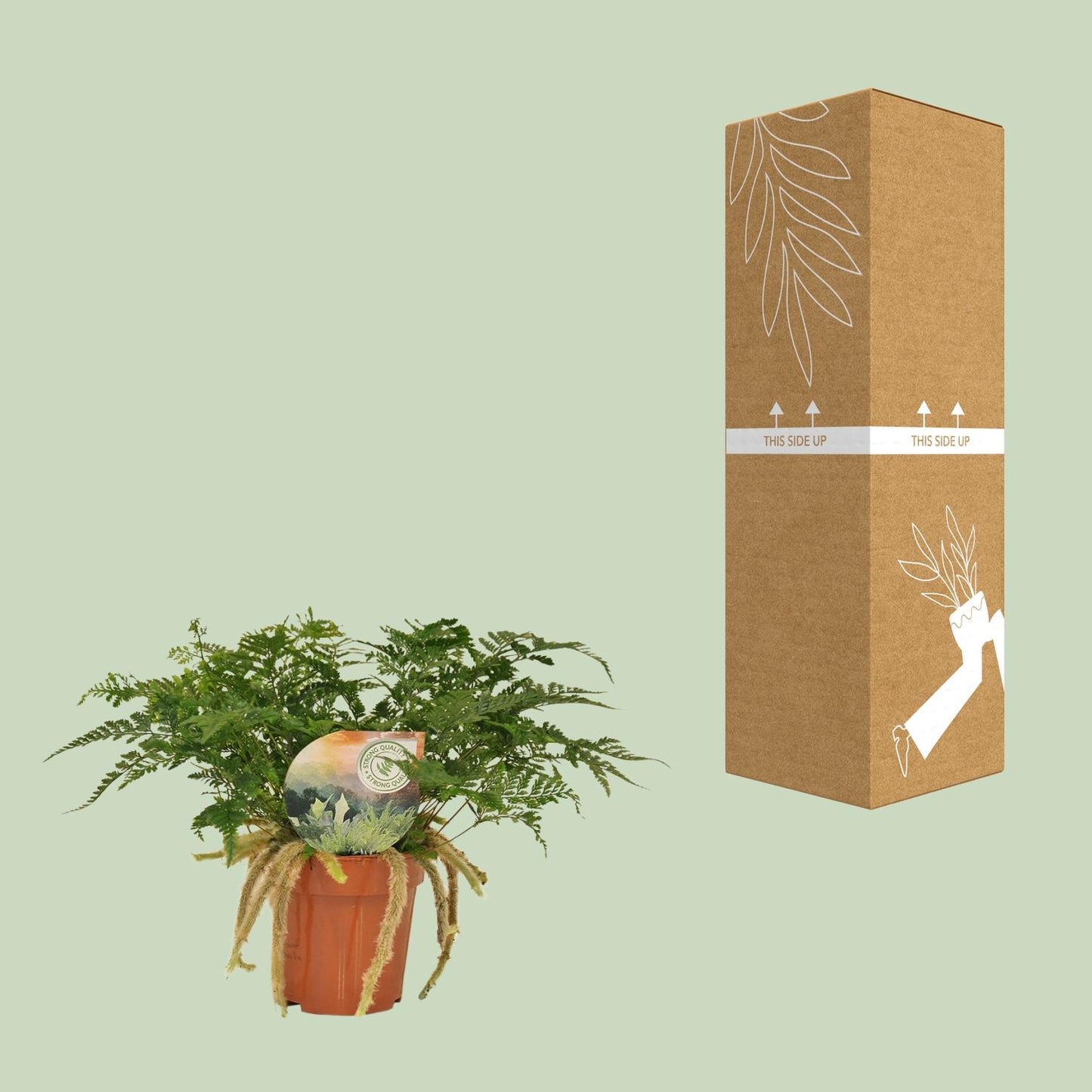 Humata Tyermannii – Pflegeleichter Bärenfußfarn Ø12cm, 30cm hoch