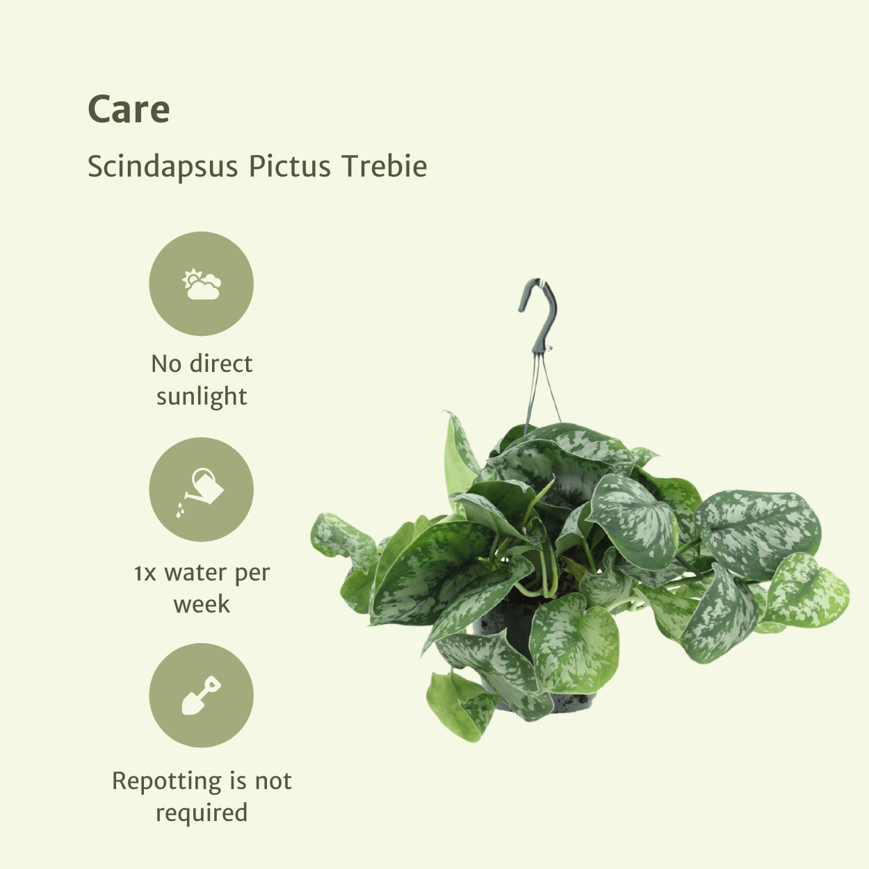 Scindapsus Pictus Trebie – 2er-Set Ø15cm – Pflegeleichte Hängepflanze