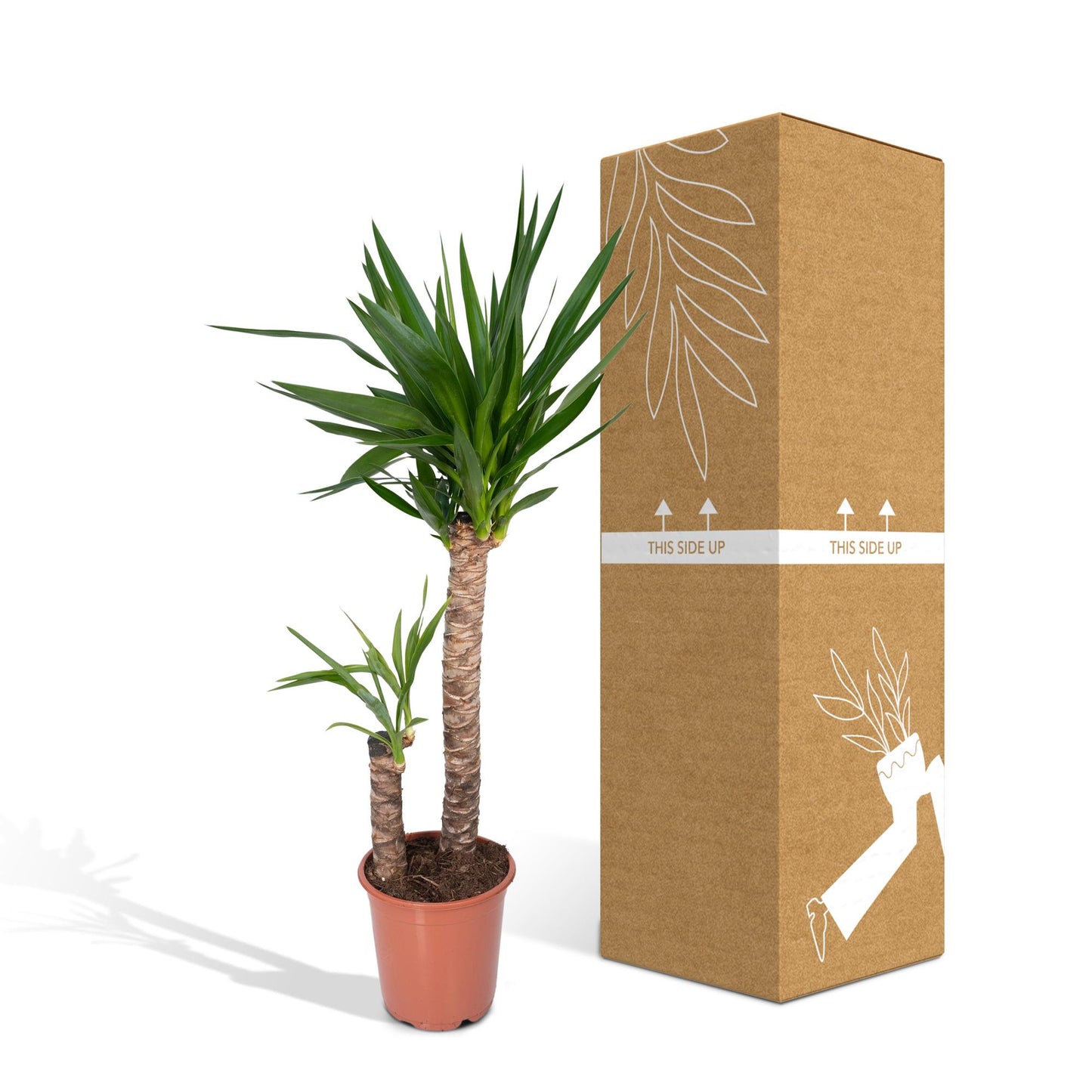Yucca Elephantipes – Pflegeleichte Zimmerpflanze Ø21cm