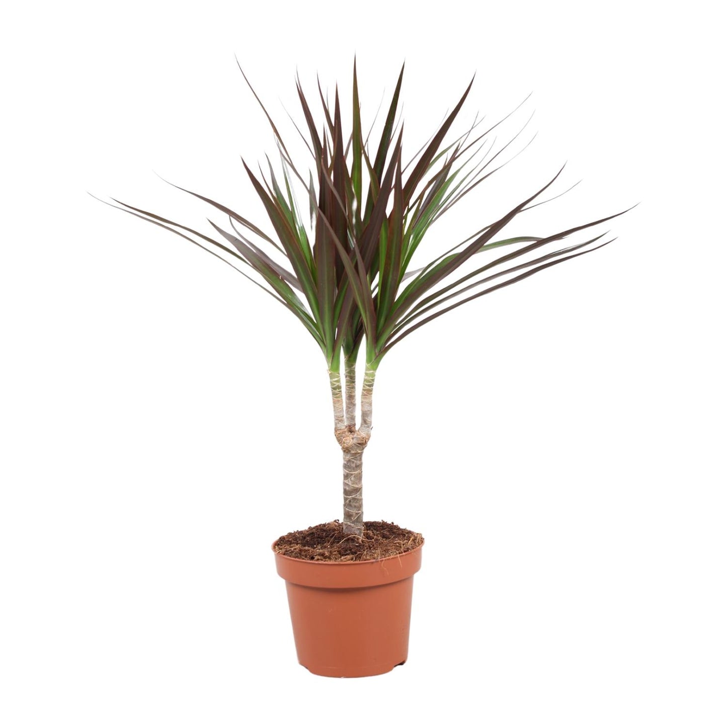 Dracaena Magenta – Pflegeleichter Drachenbaum Ø12cm, 50cm hoch