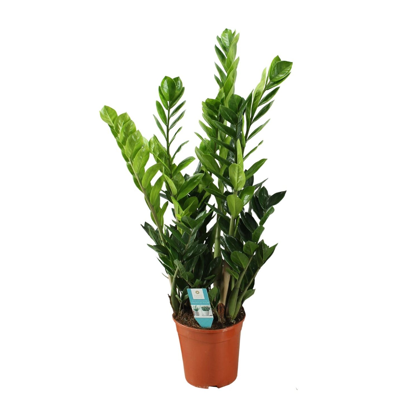 Zamioculcas – Pflegeleichte luftreinigende Zimmerpflanze Ø21cm