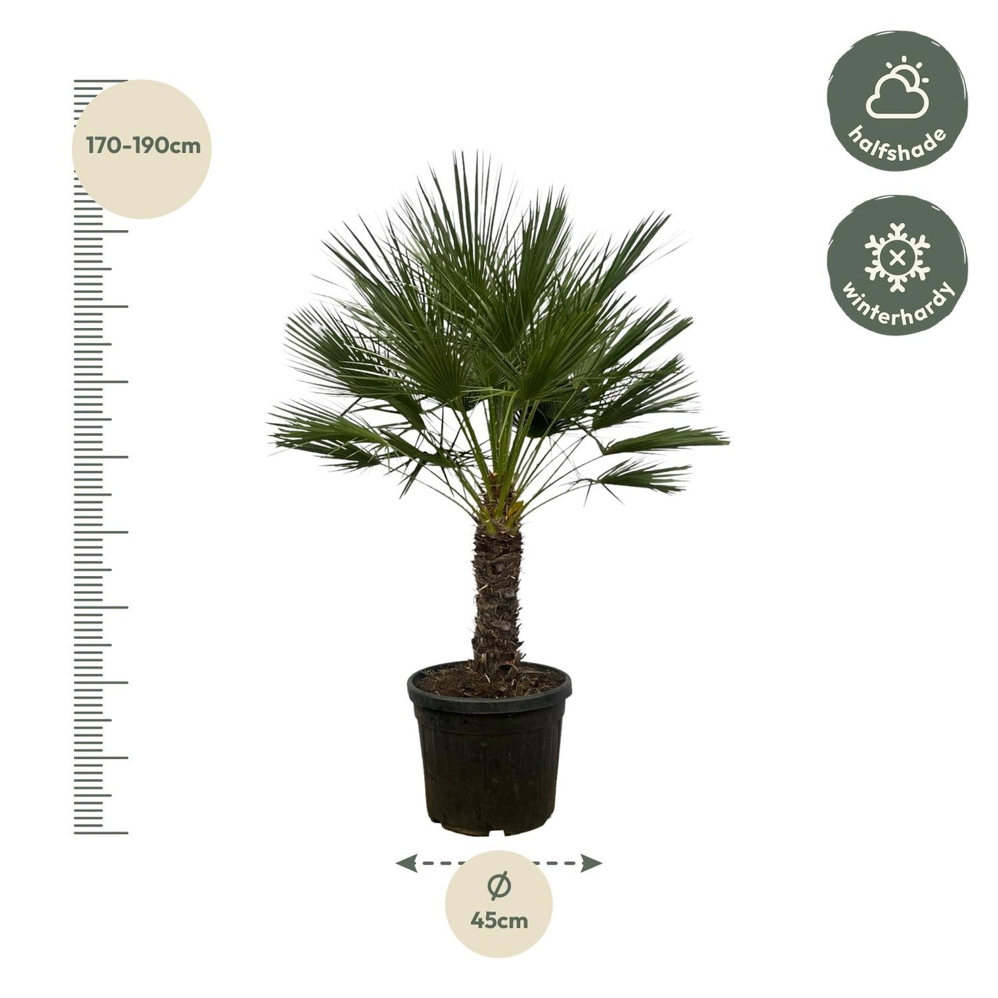 Chamaerops Humilis Zwergpalme auf Stamm 150 cm