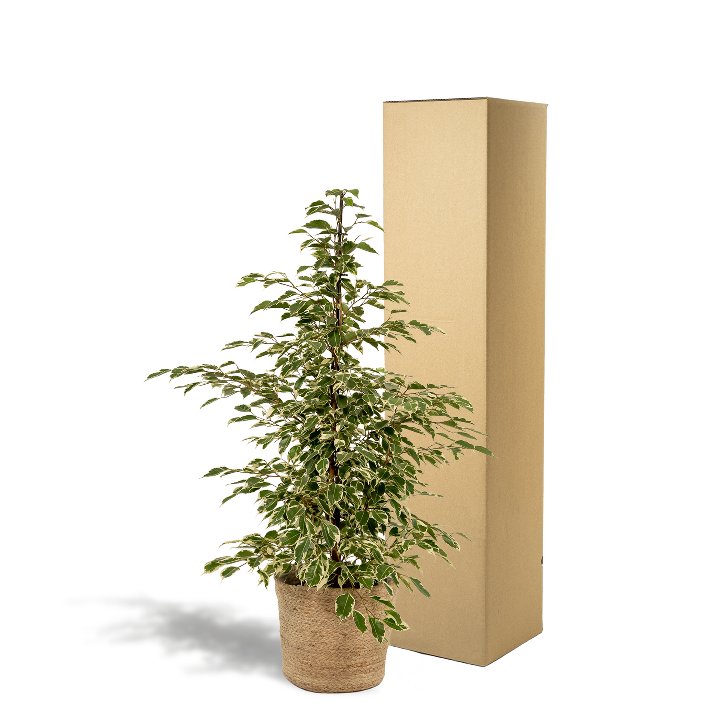 Ficus benjamina Twilight Ø21cm mit Korb Selin