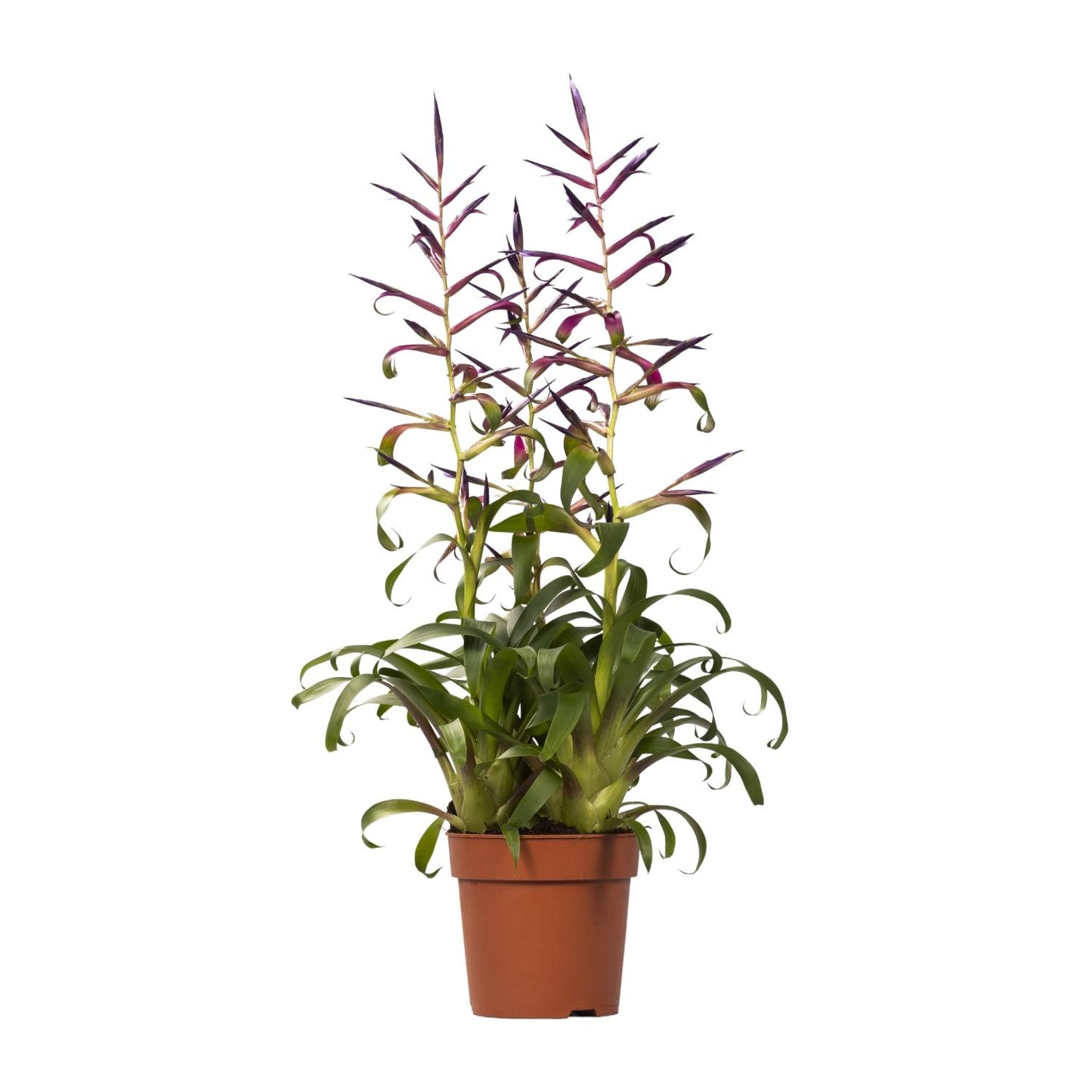 Tillandsia Mora – Pflegeleichte Luftpflanze Ø12cm, Höhe 55cm