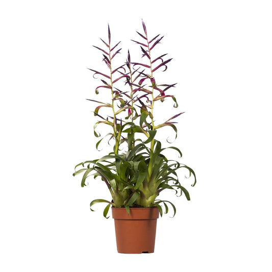 Tillandsia Mora – Pflegeleichte Luftpflanze Ø12cm, Höhe 55cm