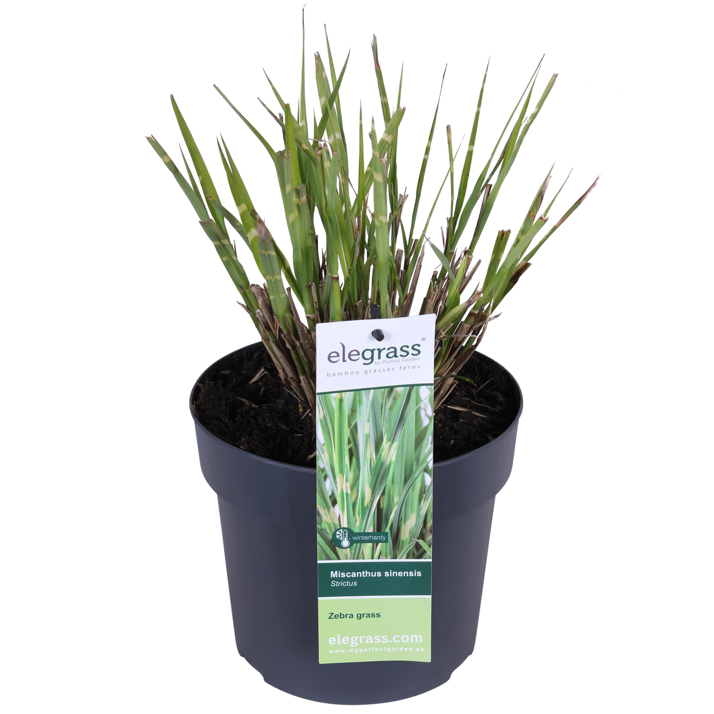 Miscanthus sinensis Strictus – Pflegeleichtes Zebra-Gras Ø23cm