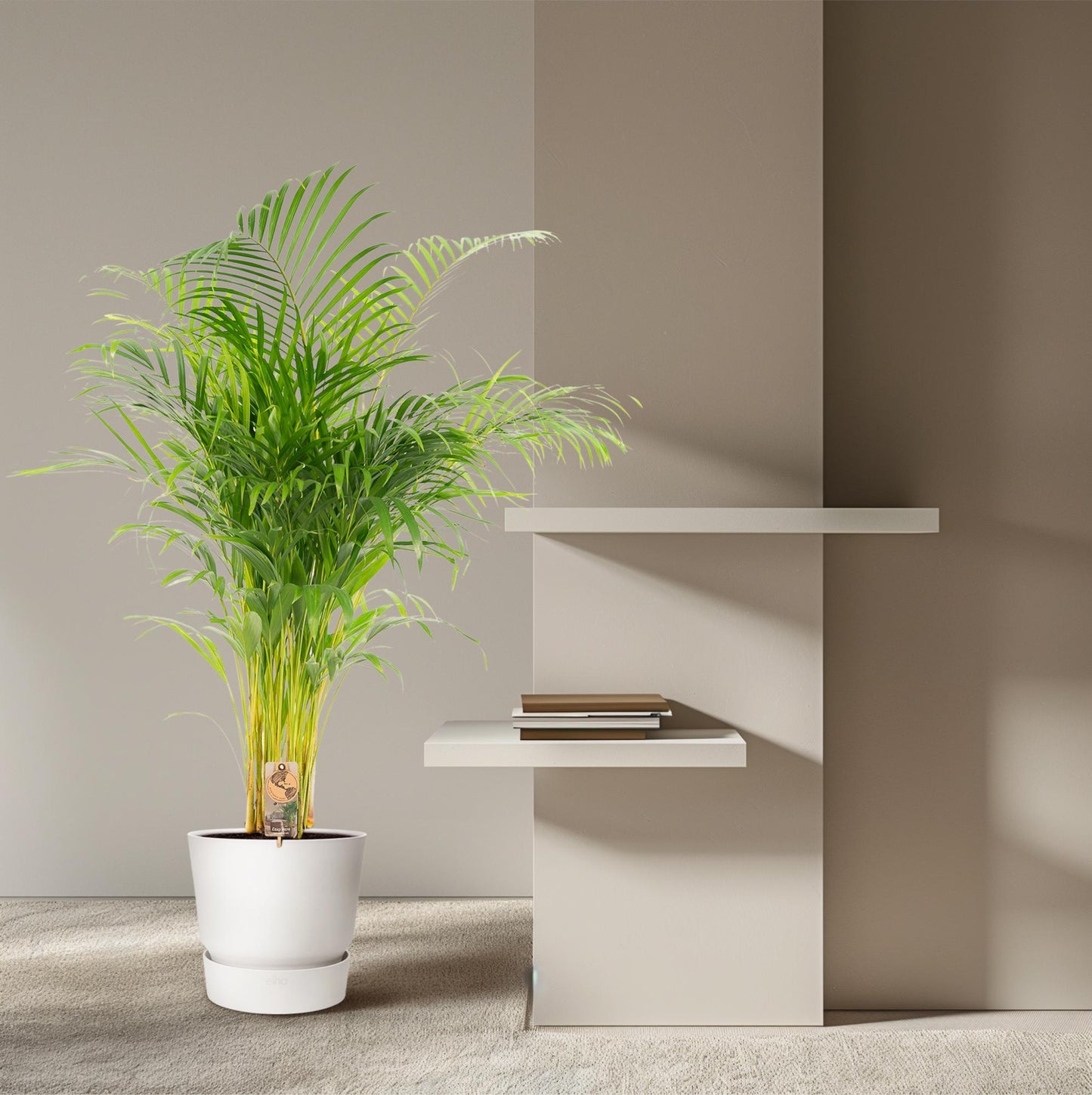 Areca-Palme Ø21cm – Luftreinigende tropische Zimmerpflanze bis 130cm