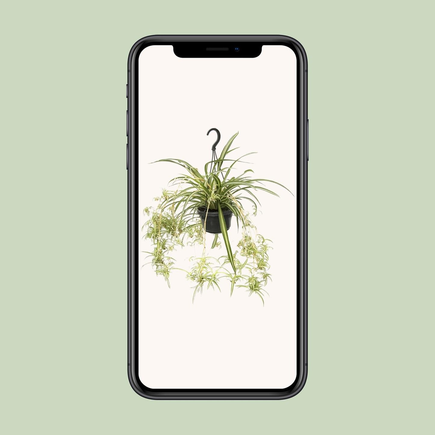 Chlorophytum comosum Variegatum – Spinnenpflanze Ø14cm
