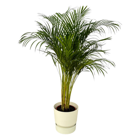 Areca-Palme 130 cm im elho Greenville Round Topf Weiß