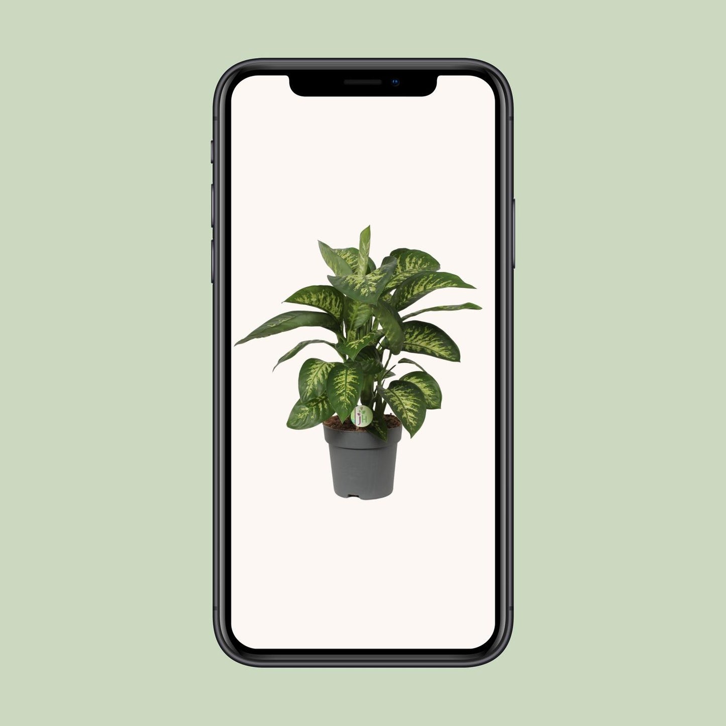 Dieffenbachia Reeva – Tropische, pflegeleichte Zimmerpflanze Ø24cm