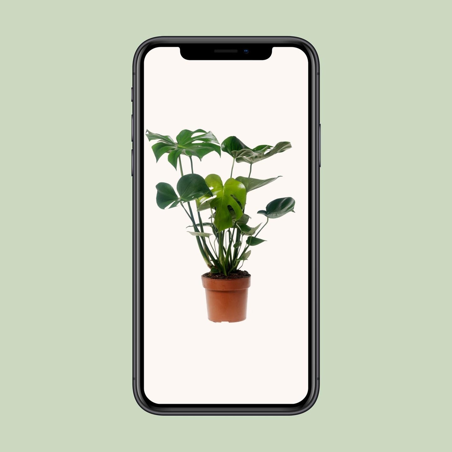 Monstera Deliciosa – Pflegeleichte Zimmerpflanze Ø17cm