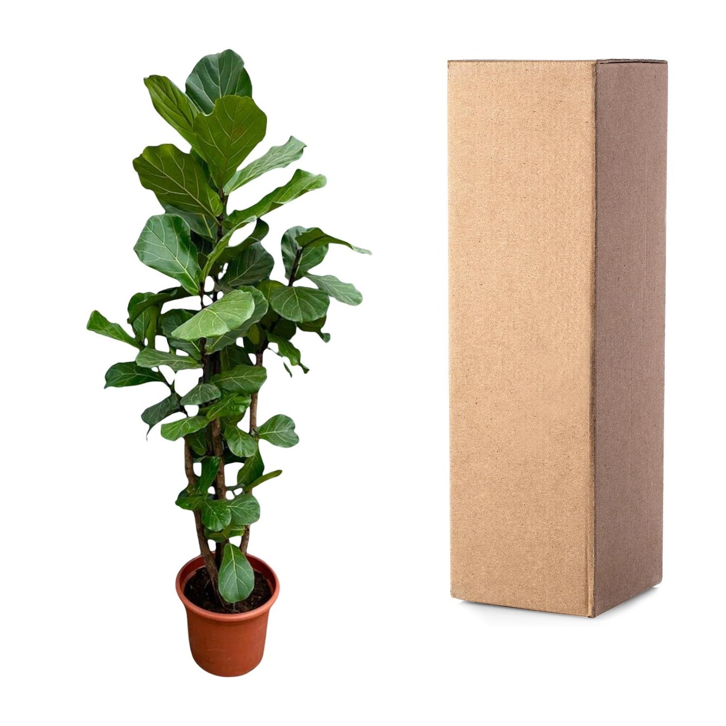 Ficus Lyrata XXL – Geigenfeige 220 cm, ø40 cm