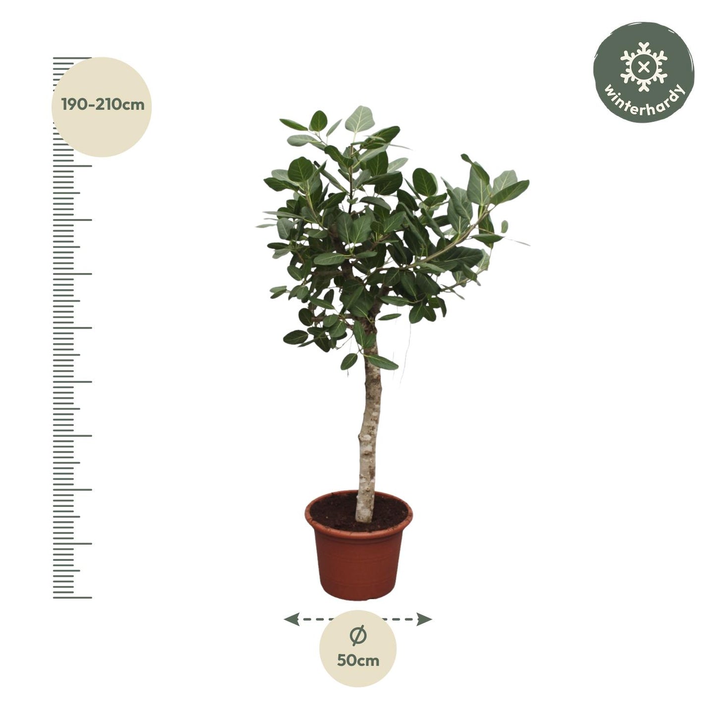Ficus Benghalensis – Robuste Zimmerpflanze 200 cm