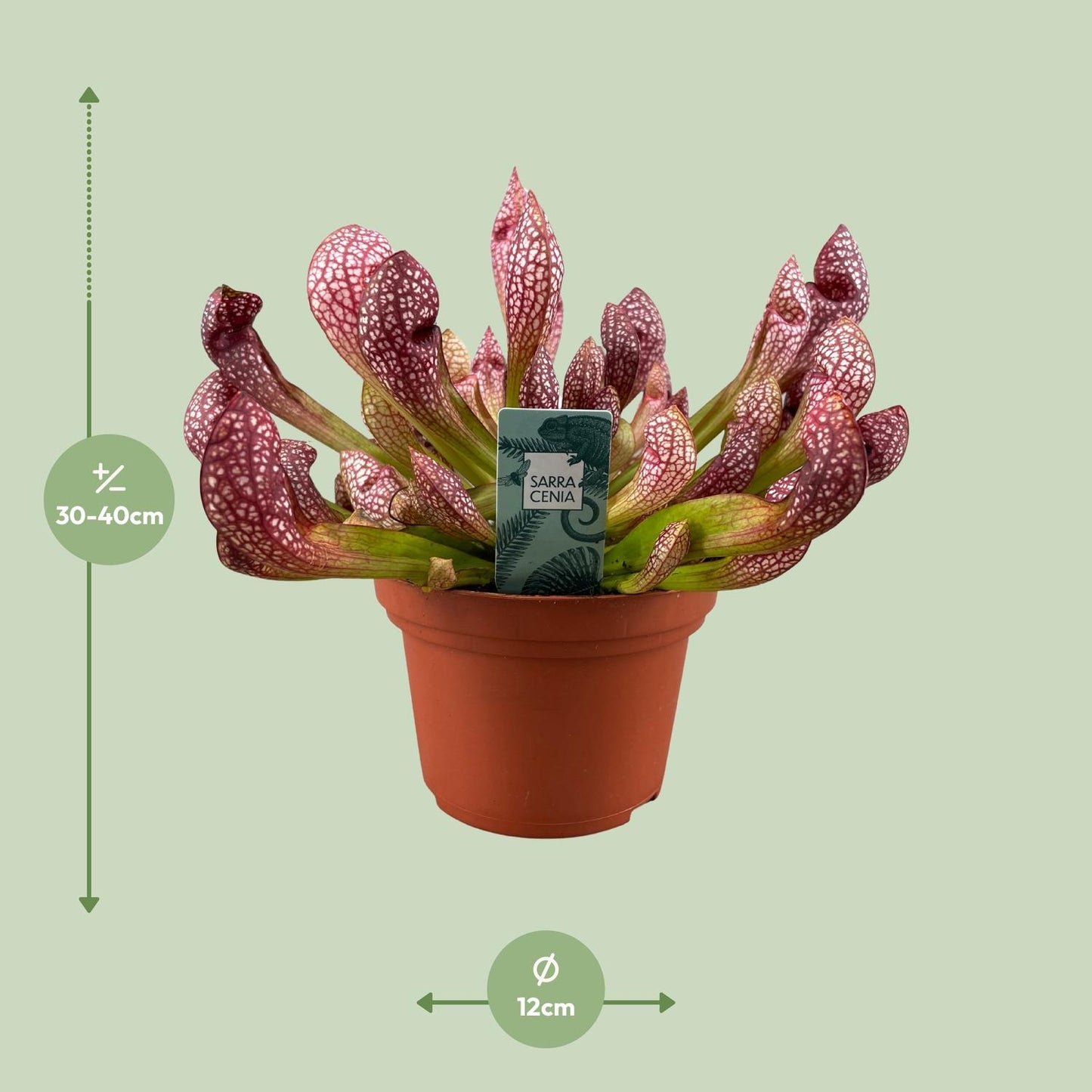 Sarracenia Scarlet Belle – Robuste Kannenpflanze Ø12cm