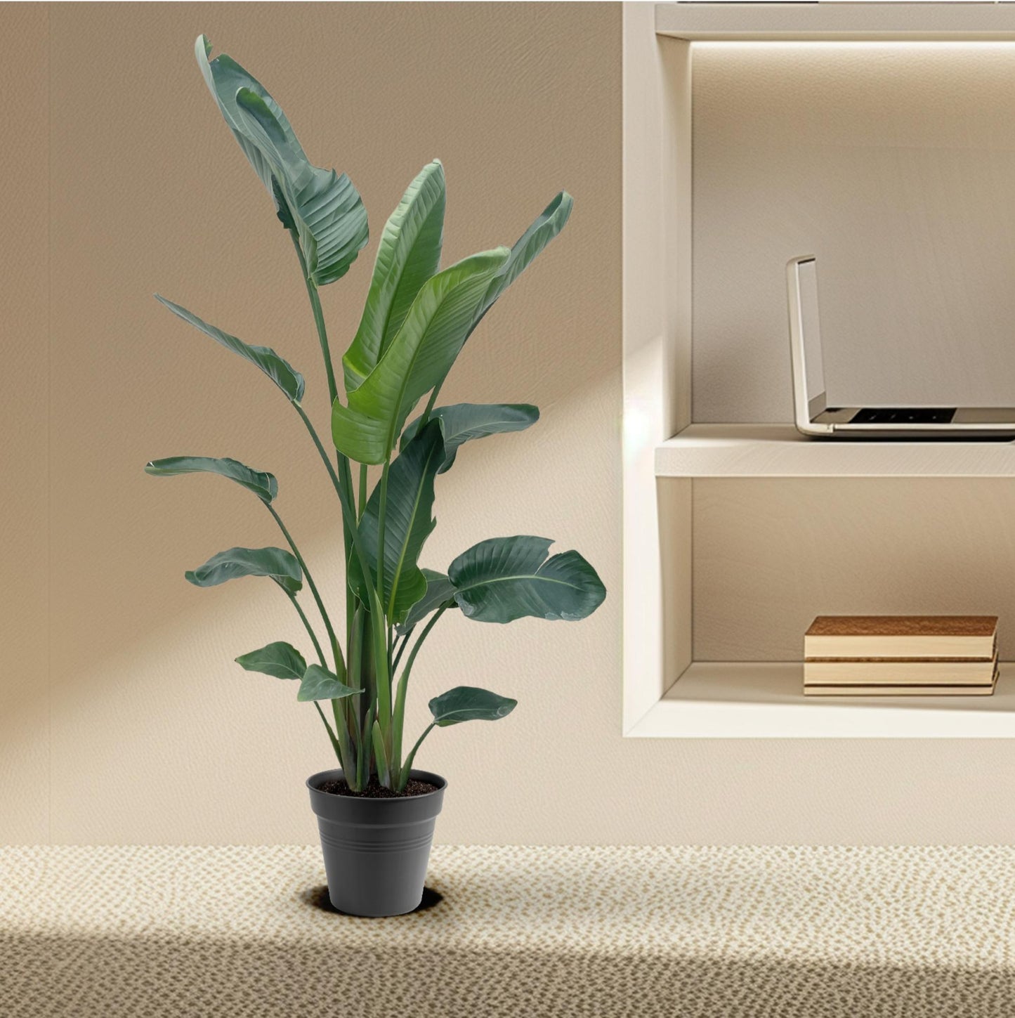 Strelitzia Nicolai XXL – Weißer Paradiesvogel 190-225 cm