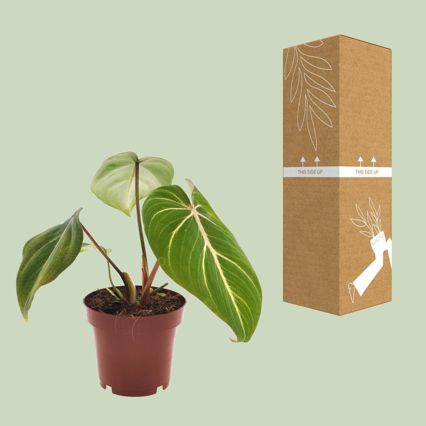 Philodendron Selloum Atom – Pflegeleichte Zimmerpflanze Ø12cm