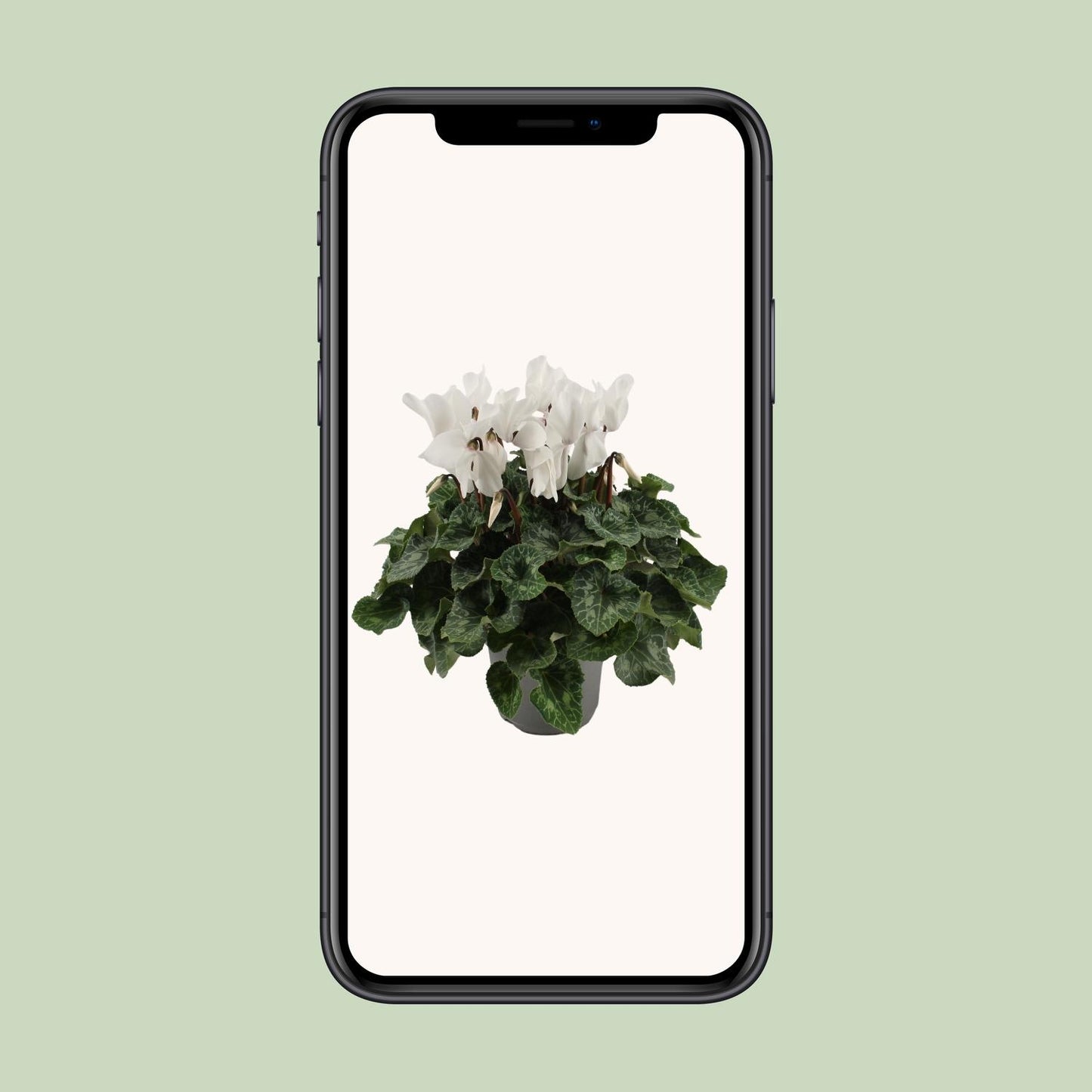 Cyclamen Weiß Ø17cm – Pflegeleichte Blühpflanze