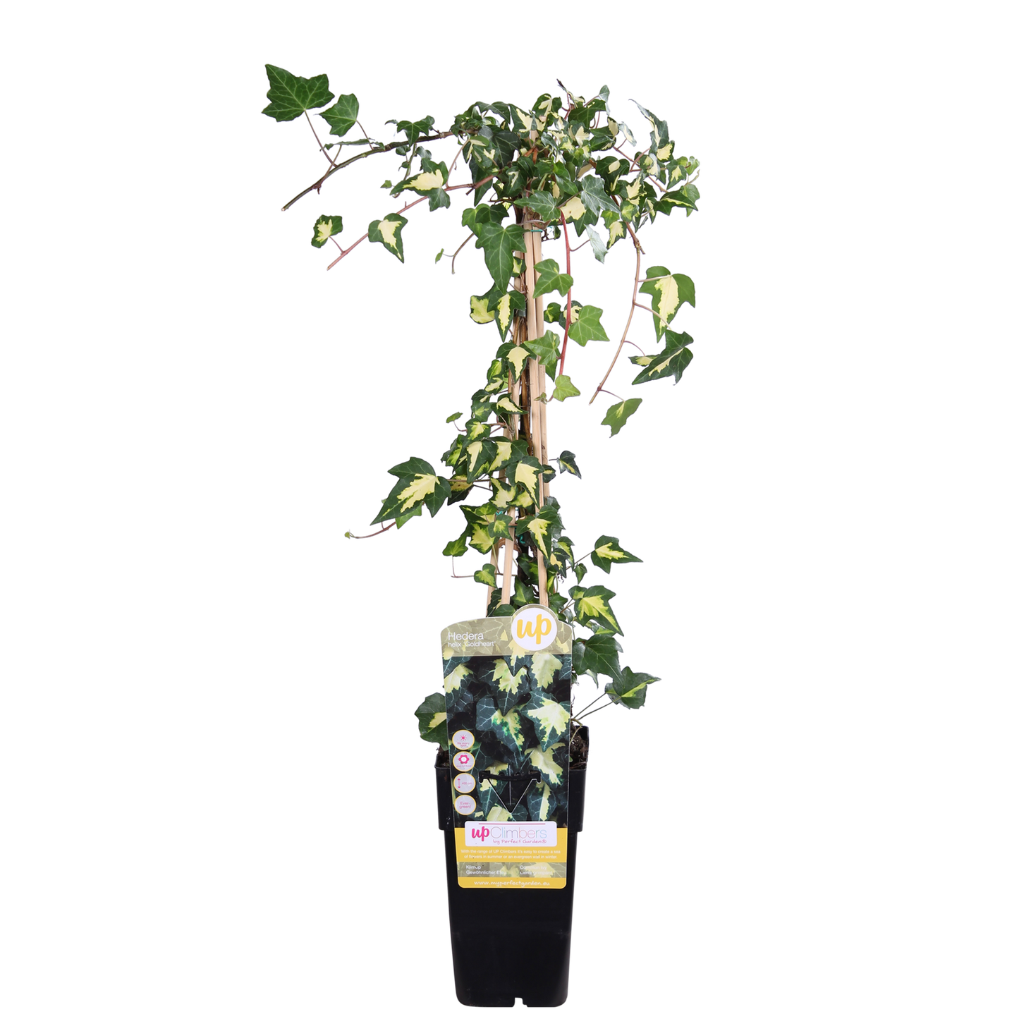 Hedera colchica 'Dentata Variegata' – Buntlaubiger Efeu Ø15cm