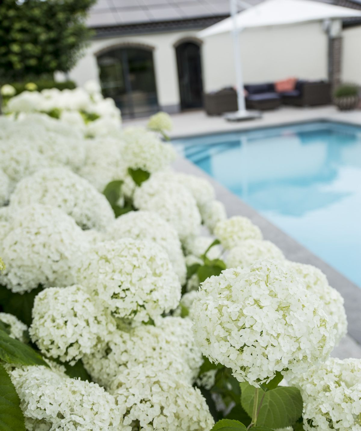 Schneeballhortensie 'Strong Annabelle' – Pflegeleicht & Robust