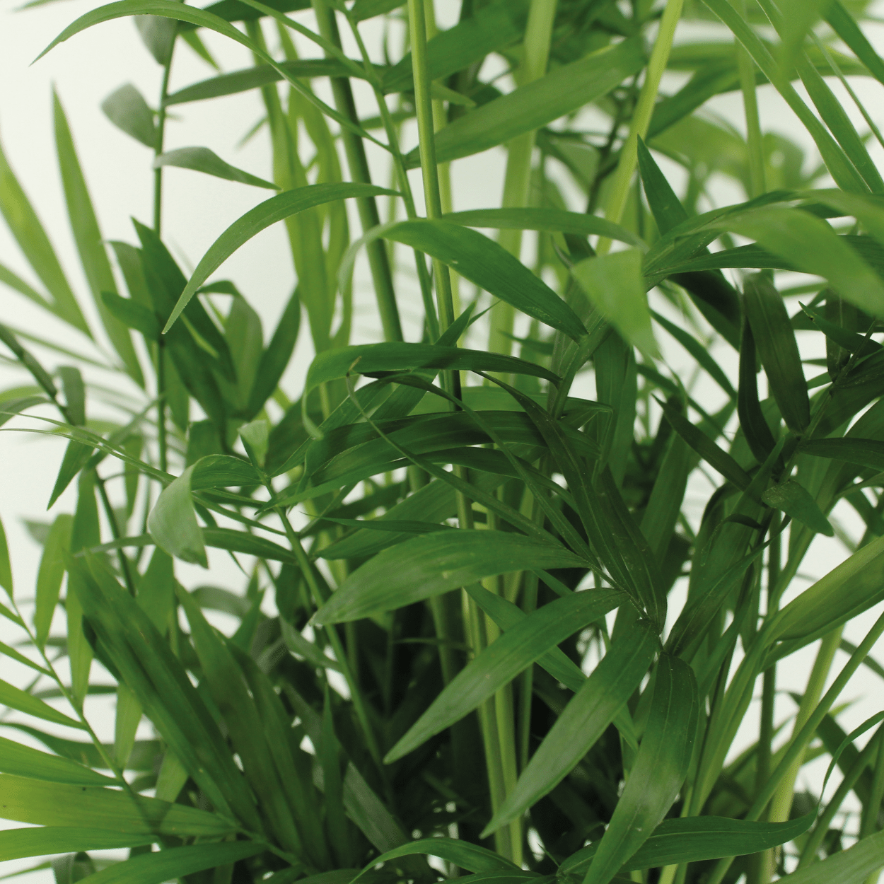 Chamaedorea Elegans – Mexikanische Bergpalme 2er-Set Ø17cm