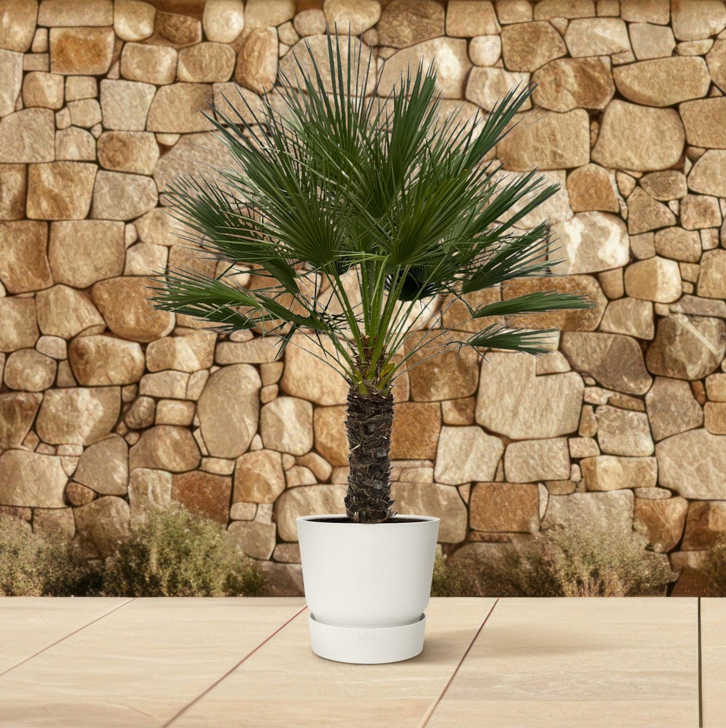 Chamaerops Humilis Zwergpalme auf Stamm 150 cm