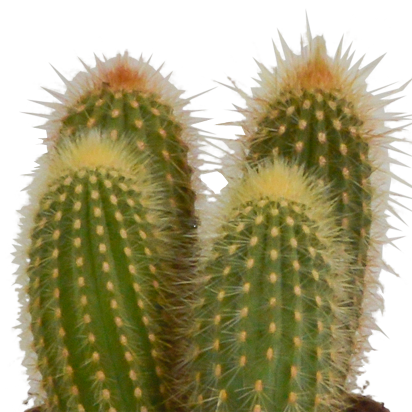 Cereus-Mischung 3er Set im Terrakottatopf 10,5 cm