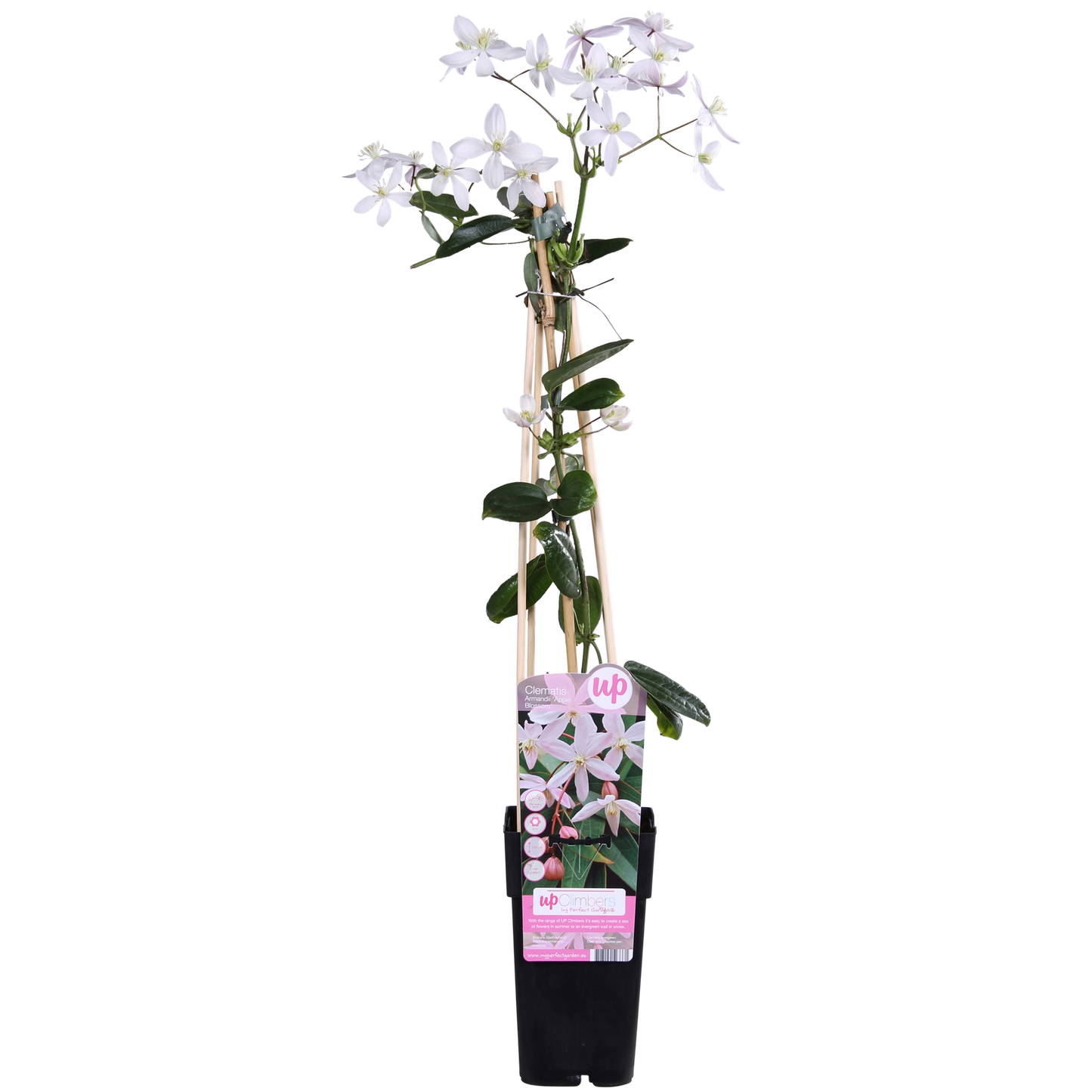 Immergrüne Clematis 'Apple Blossom' – Rosa Blütenpracht Ø15cm