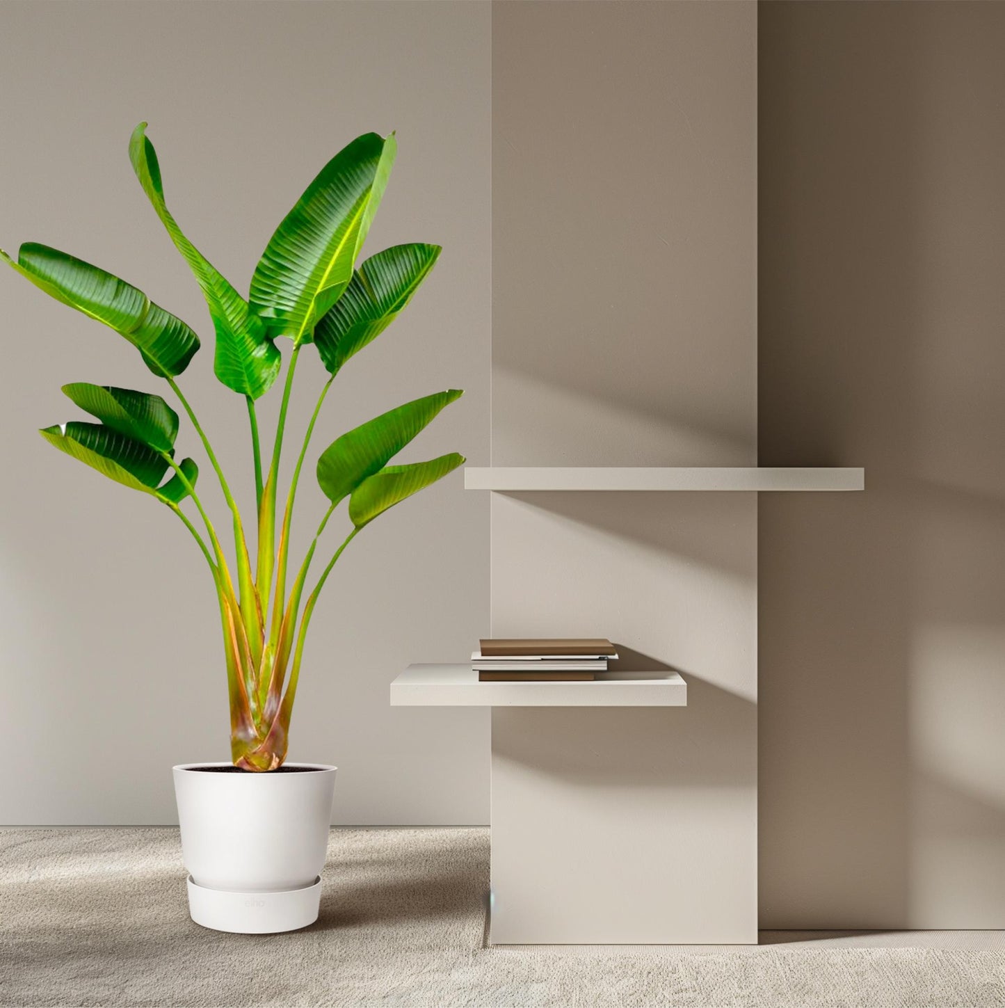 Strelitzia Augusta – Weißer Paradiesvogel, 160 cm