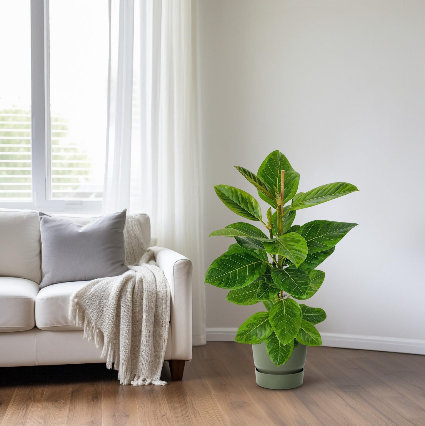 Ficus Altissima – Pflegeleichter Feigenbaum Ø21cm, 95cm hoch