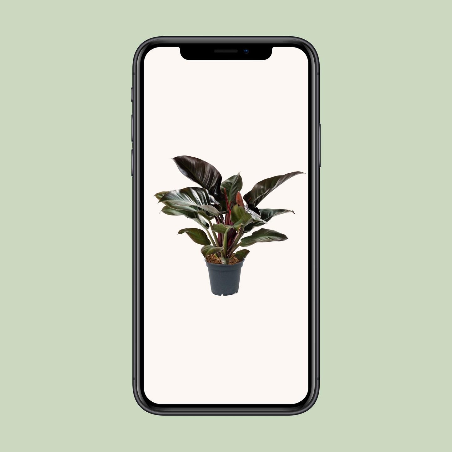 Philodendron Imperial Red – Pflegeleichte Zimmerpflanze Ø17cm