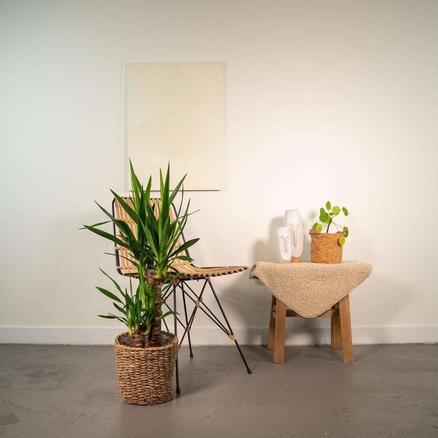 Yucca – Pflegeleichte und robuste Palmlilie Ø17cm, 90cm hoch