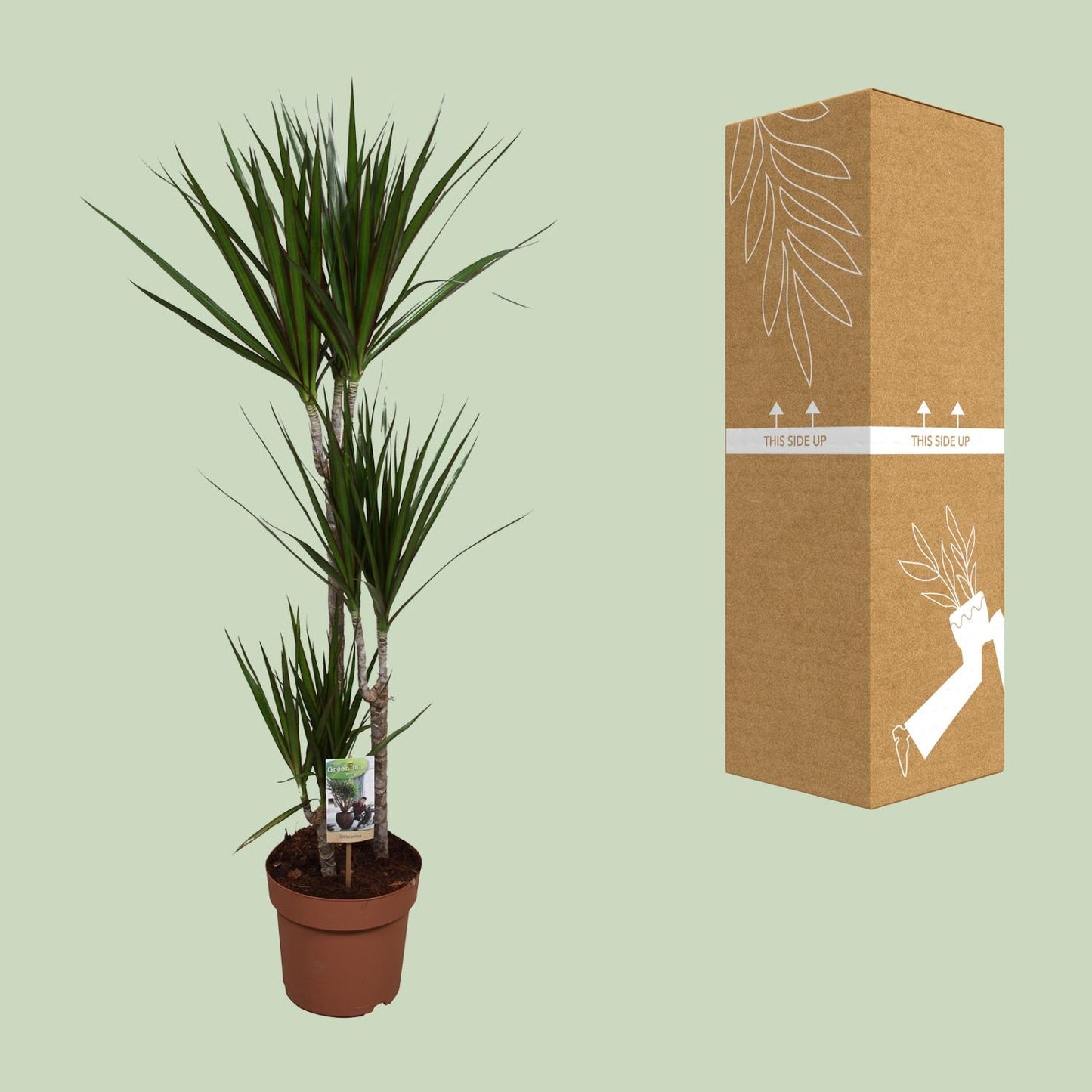Dracaena Marginata – Pflegeleichte Zimmerpflanze Ø21cm