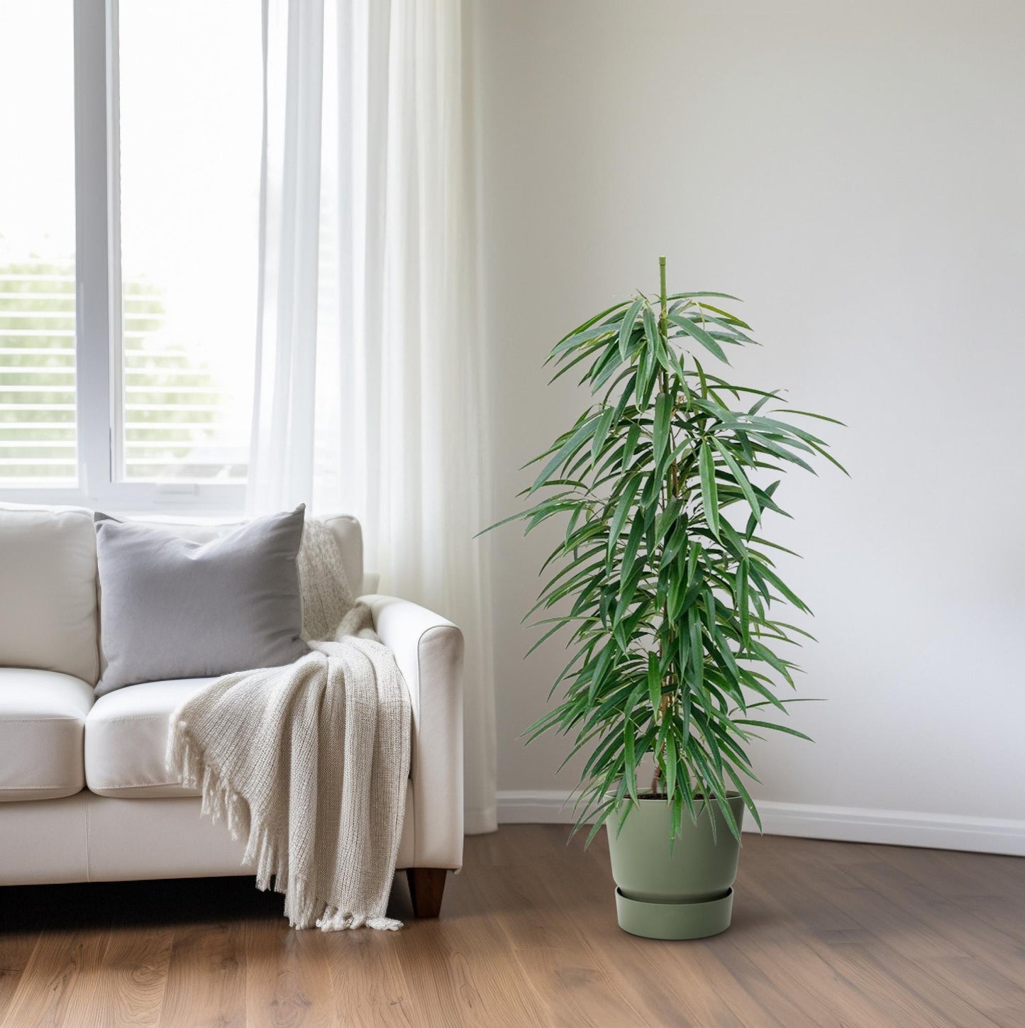 Ficus Alii – Pflegeleichter Eleganter Zimmerficus Ø18cm