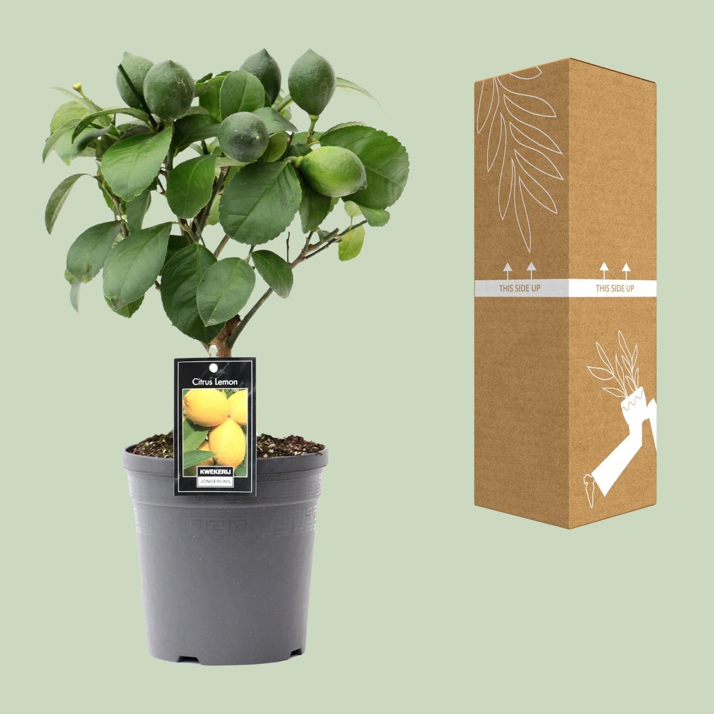 Zitronenbaum auf Stamm Ø15cm – Mediterrane Zimmerpflanze