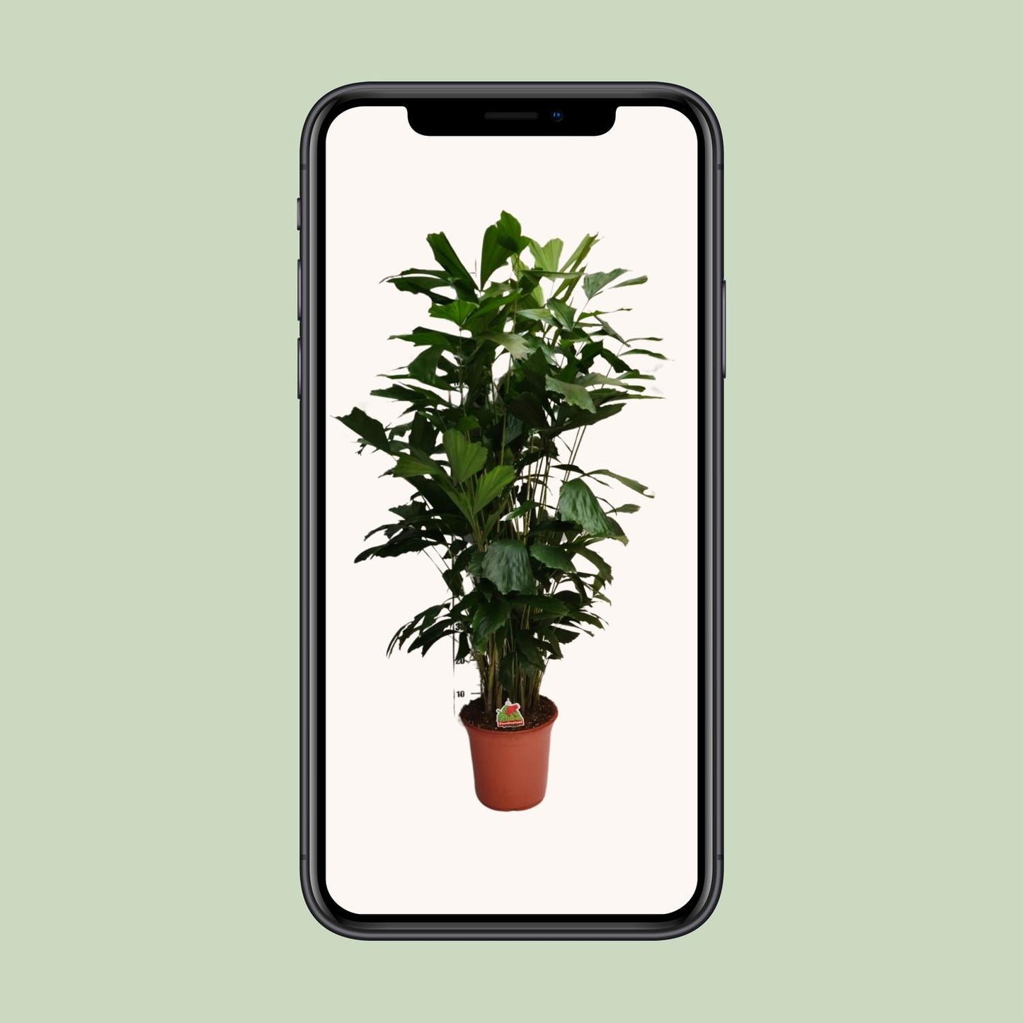 Caryota Mitis – Fishtail-Palme Ø24cm, ca. 120cm hoch