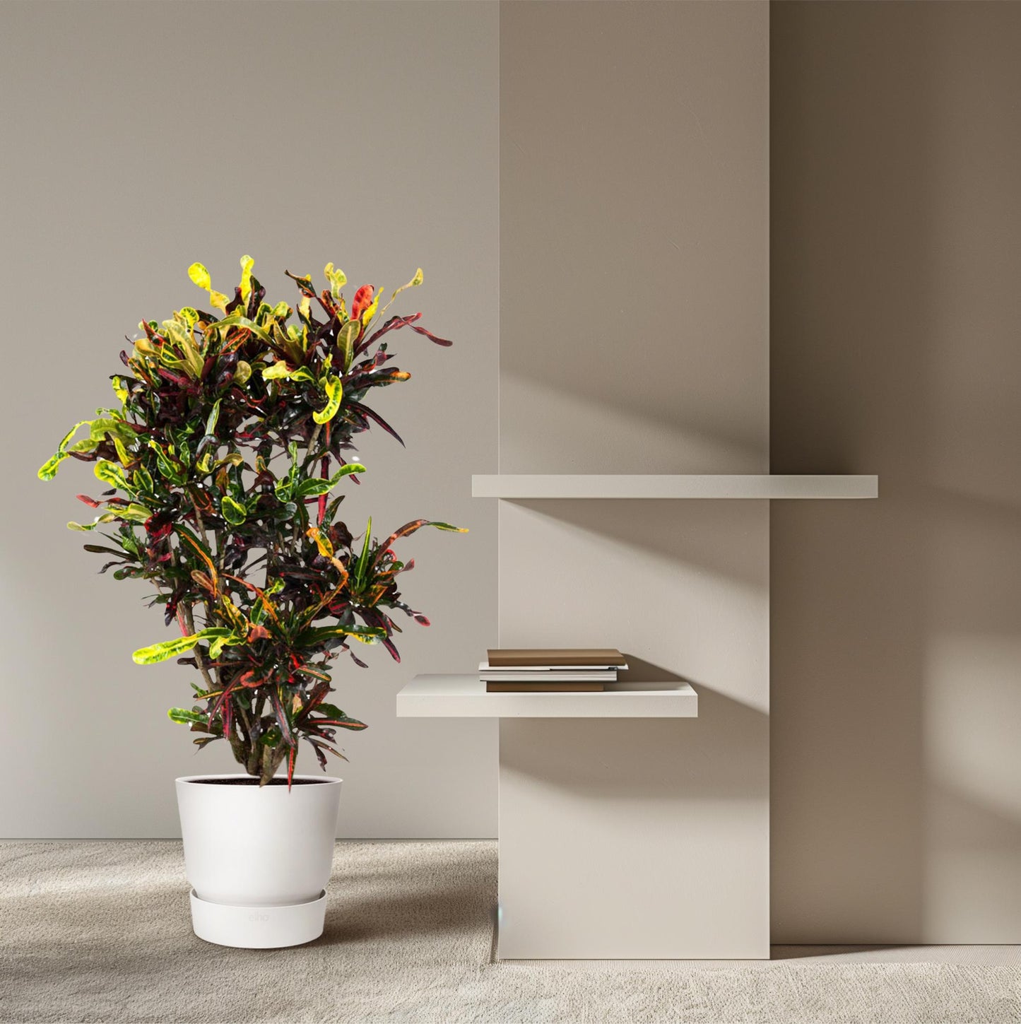 Codiaeum Mammi vertakt – Bunte, pflegeleichte Zimmerpflanze 120 cm